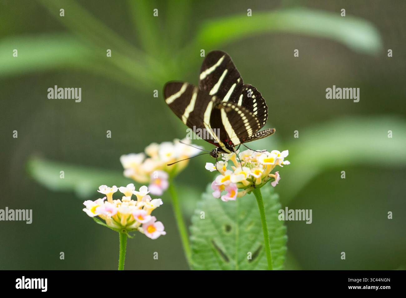 4. Juni 2016: Santo Domingo, Valle del Cauca, Kolumbien: Ein Zebra-LangflügelSchmetterling, Heliconius charitonius, der sich an einer lantana-Blume in der Dominikanischen Republik ernährt. (Kreditbild: © Jon G. Fuller/VW Pics via ZUMA Wire) Stockfoto
