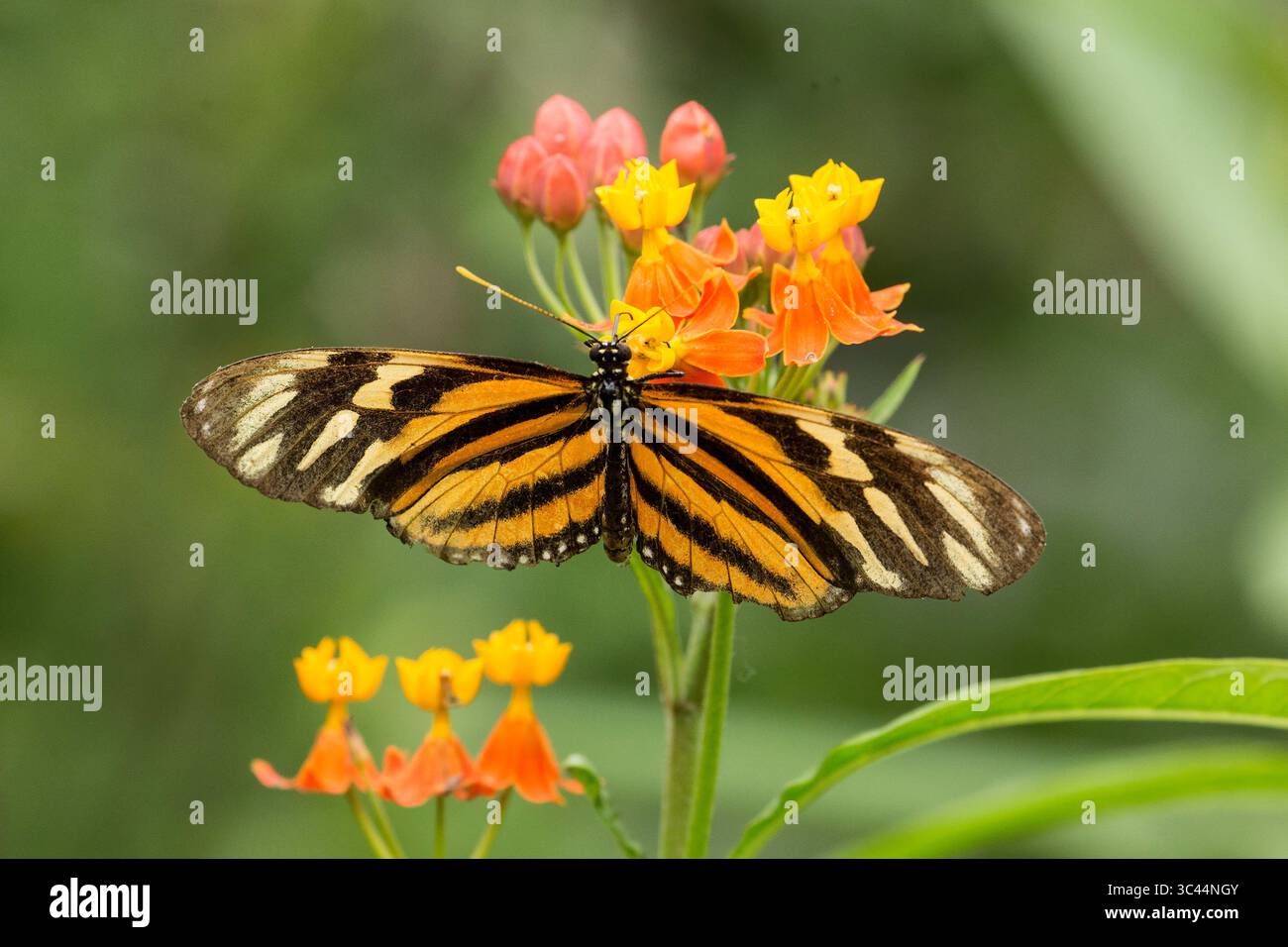 11. Juli 2015, Panajachel, Valle del Cauca, Kolumbien: Ein Tiger Isabella Schmetterling, Eueides isabella, ernährt sich von einer Blume im Naturschutzgebiet Atitlan bei Panajachel, Guatemala. (Kreditbild: © Jon G. Fuller/VW Pics via ZUMA Wire) Stockfoto