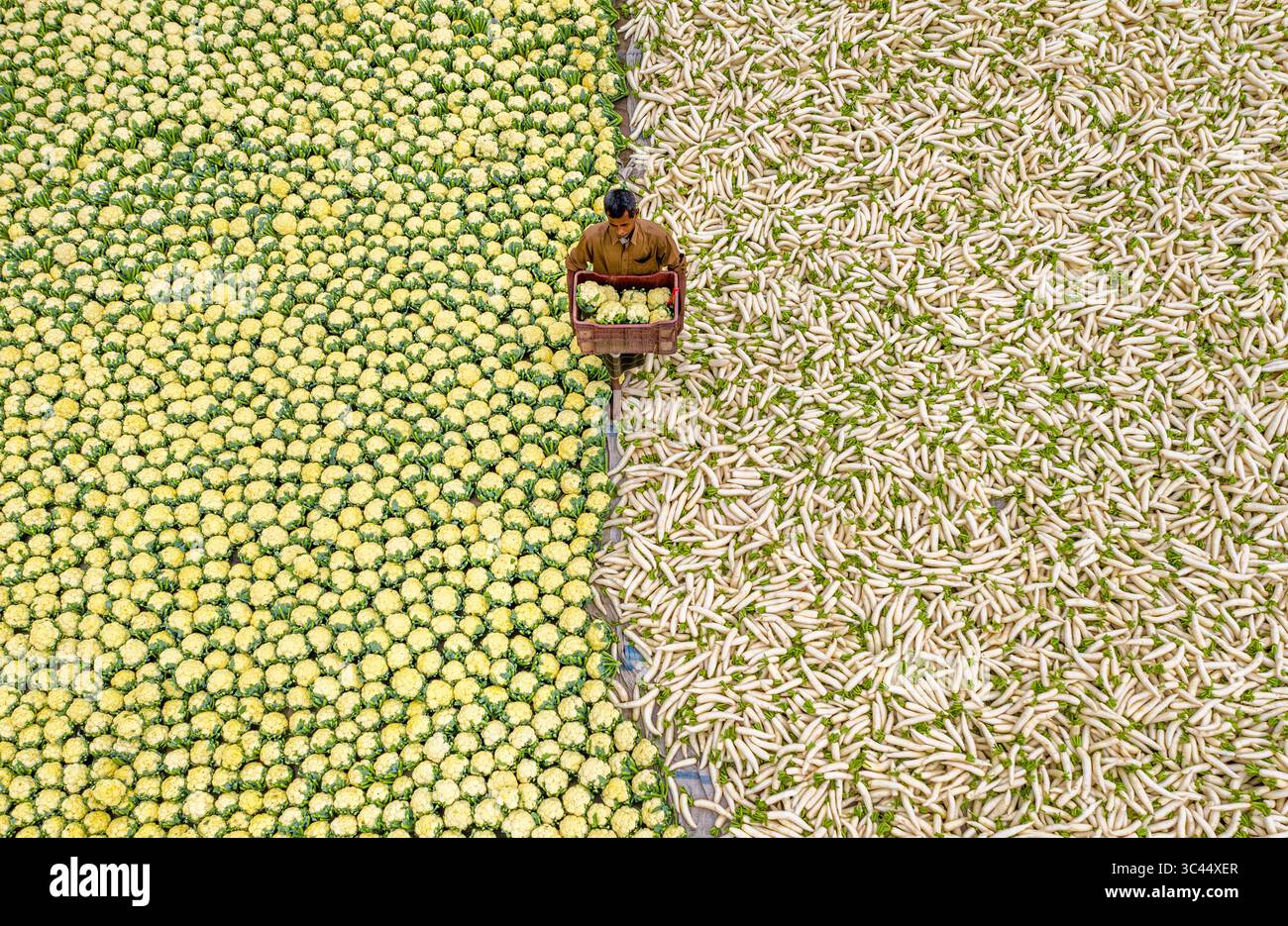 Bogura, Bangladesch - 27. November 2019: Aus der Vogelperspektive eines Arbeiters inmitten eines beeindruckenden Kontrastes aus leuchtenden grünen Wassermelonen und blassweißen Rettichen, die ein faszinierendes landwirtschaftliches Mosaik schaffen. Stockfoto