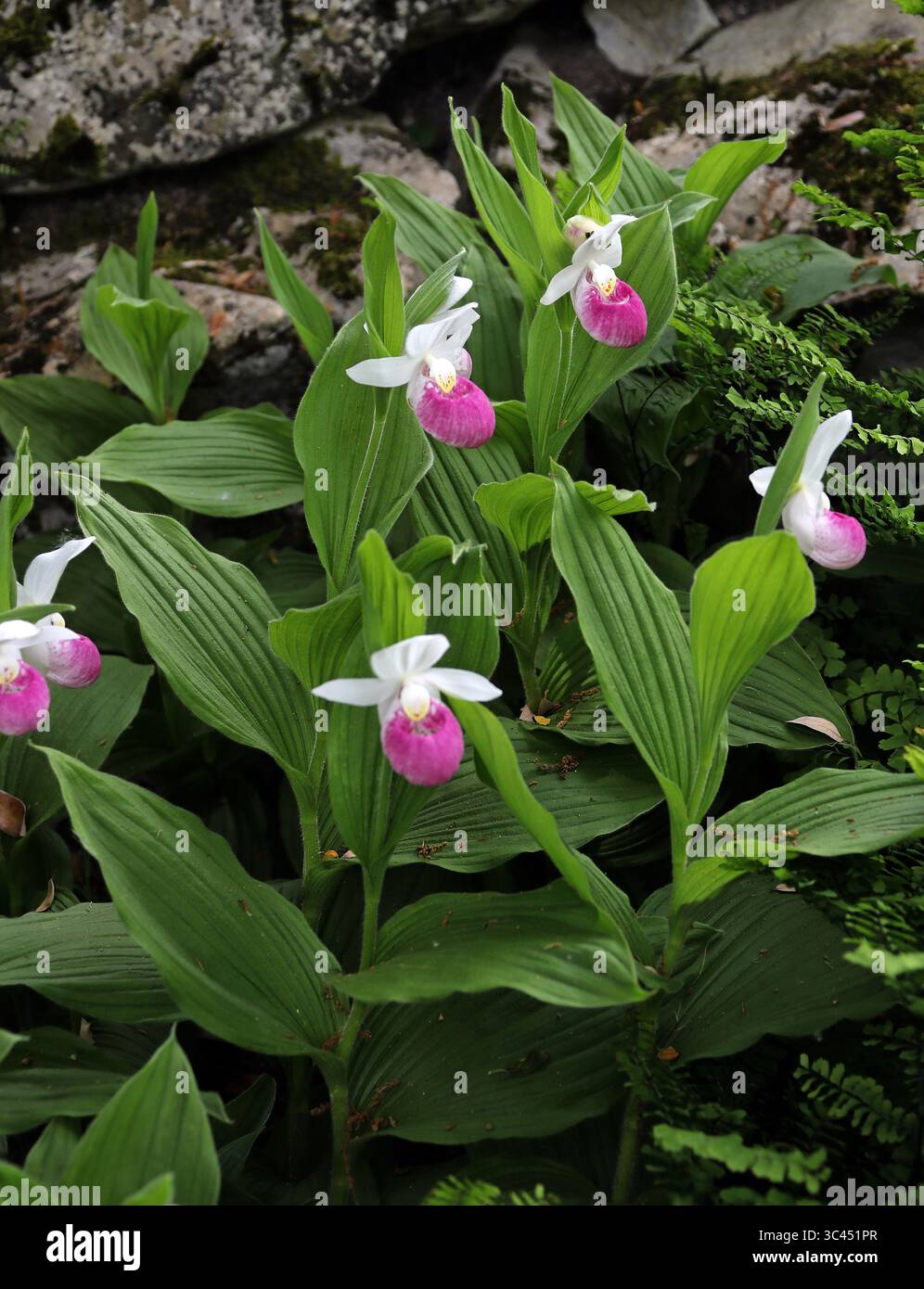 Showy Lady's Slipper, Pink Lady's Slipper oder Queen's Lady's Slipper, Cypripedium reginae, Orchidaceae. Nordamerika. Stockfoto