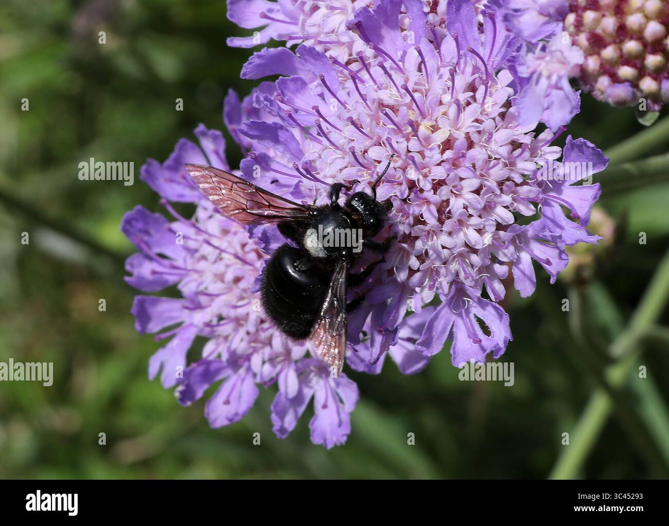 Zimmermannsbiene, Xylocopa Iris, Apidae, Hymenoptera. Fütterung auf Feld Scabious, Knautia arvensis. Botanischer Garten Genf, Genf, Schweiz. Stockfoto