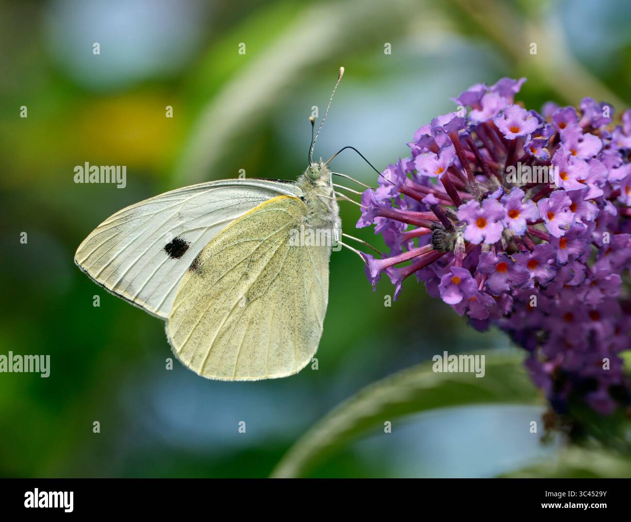 Große weiße Nektarung auf Buddleia-Blüten. Harewood Common, Andover, Hampshire. Stockfoto