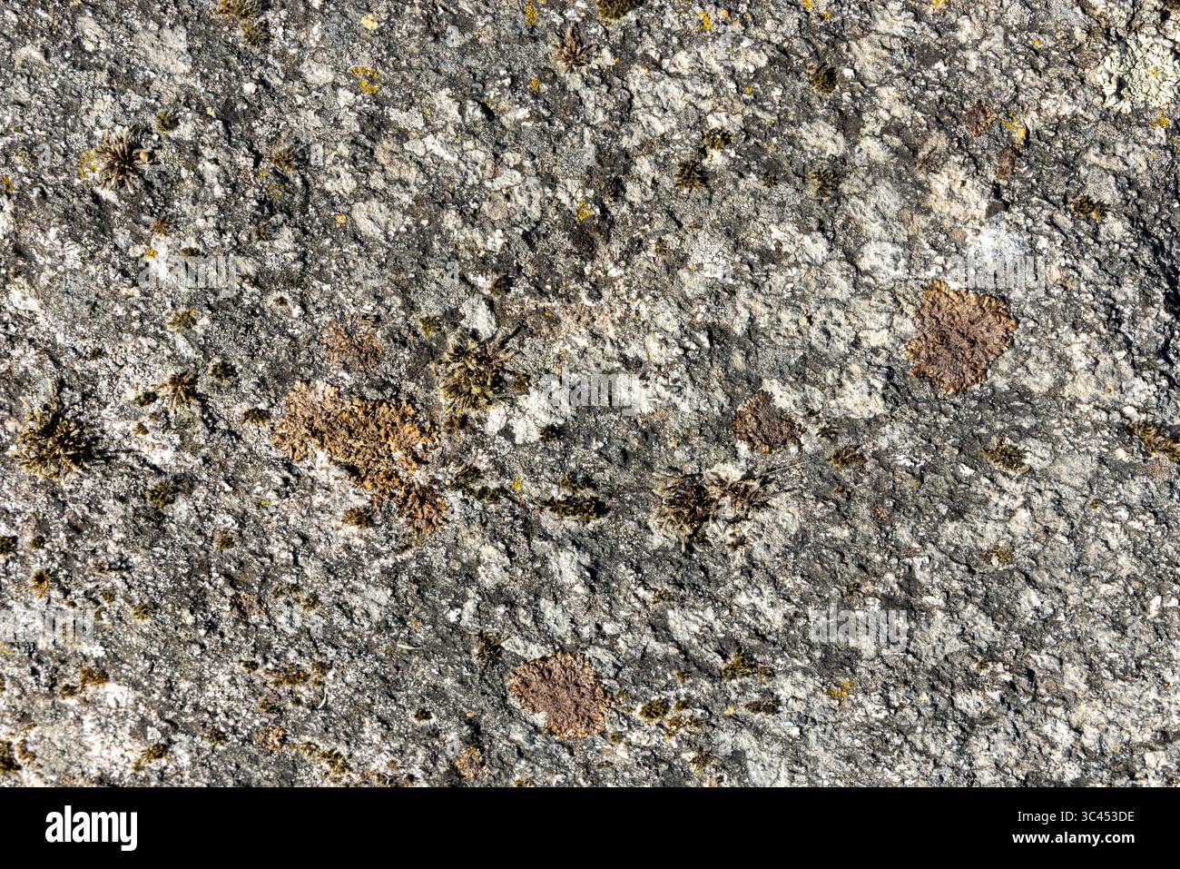Ein Stein mit Moos, der darauf wächst. Das Moos ist grün und braun. Der Stein ist grau und hat eine raue Textur Stockfoto