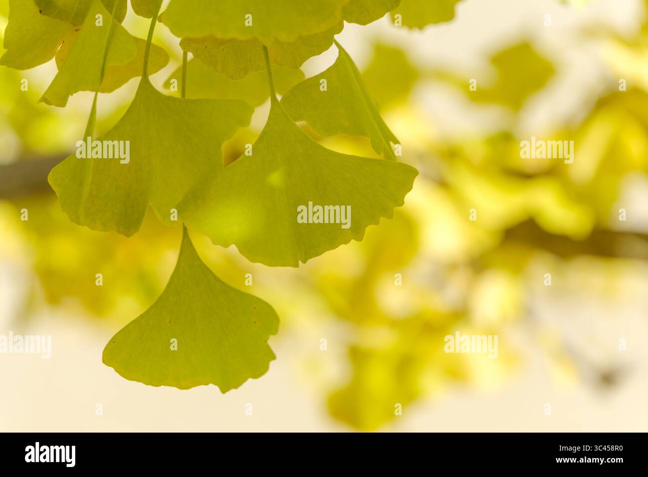 Nahaufnahme der gelben Ginkgo-Blätter, die im sanften Herbstlicht leuchten Stockfoto
