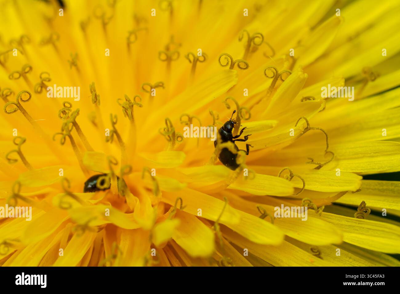 Zwei Meligethes aeneus-Käfer erkunden die komplexen gelben Blütenblätter, die ihr Futterverhalten in einem sonnigen Garten während des Frühlings zeigen. Stockfoto