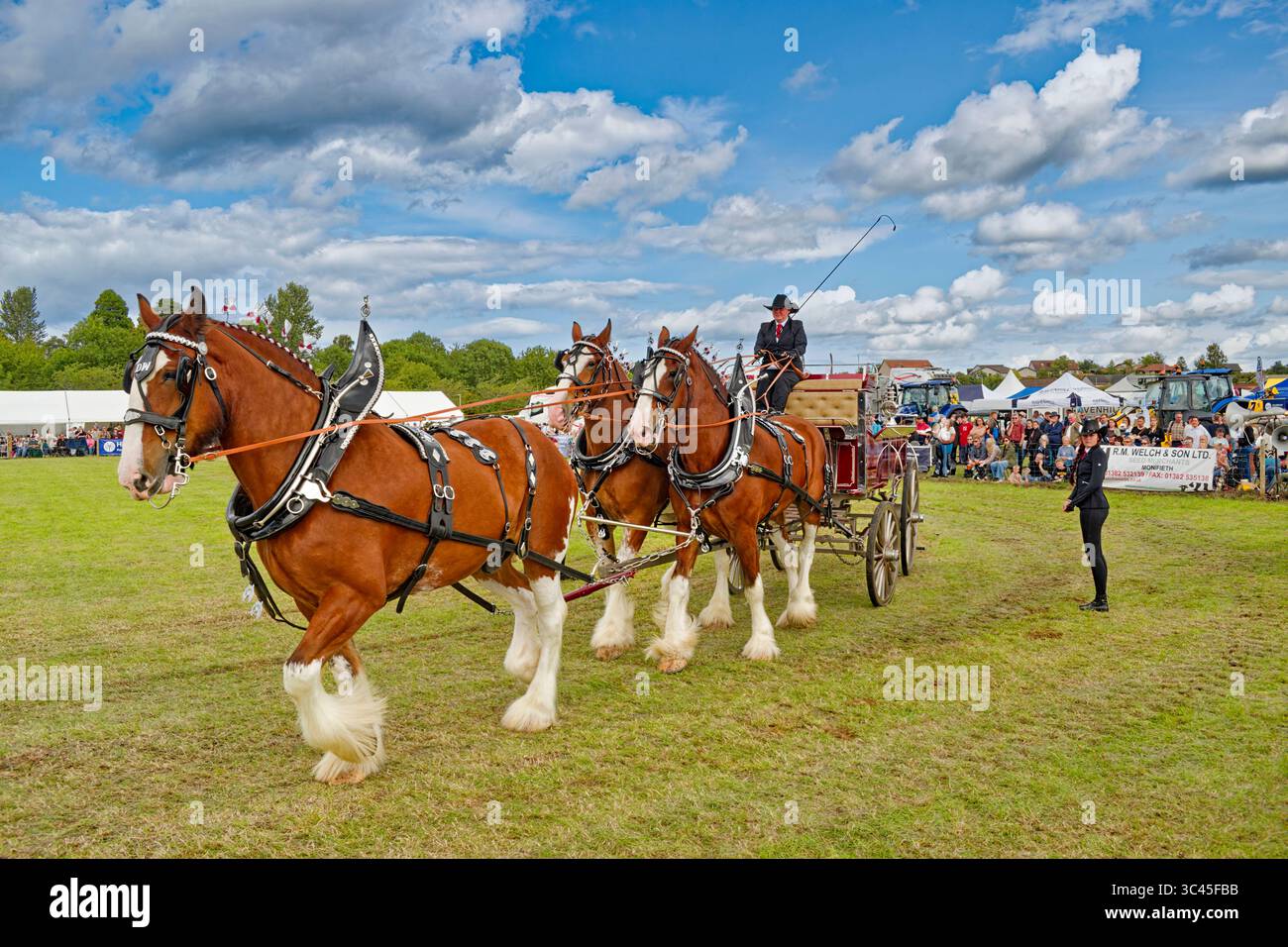 Nairn Agricultural Show Moray Scotland Juli 2025 Galcantray Clydesdale Horses Trio zieht einen Wagen Stockfoto