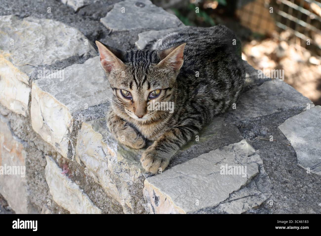 Griechische Katze, Gelände des Archäologischen Museums von Delphi, Delphi, Griechenland, Europa. Eine griechische Tabbykatze, die im Schatten an einer Wand vor dem Museum sitzt. Stockfoto