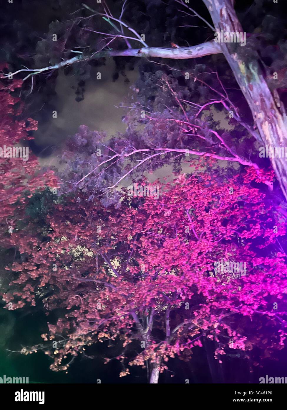 Im Fantasy of Lights in Los Gatos, Kalifornien, erstrahlen Bäume in leuchtendem Pink und Violett unter dem Nachthimmel. Eine lebendige Lichtershow im Freien - Smartphone-aufgenommenes Stockfoto