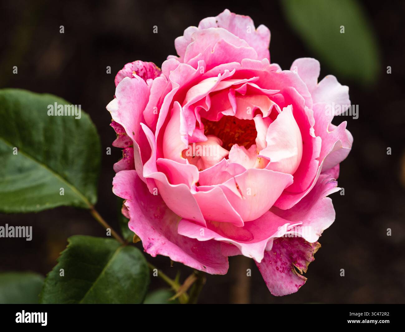 Rosa Blüte der duftenden, wiederholt blühenden Hybrid-Teerose, Rosa „Audrey Wilcox“ Stockfoto