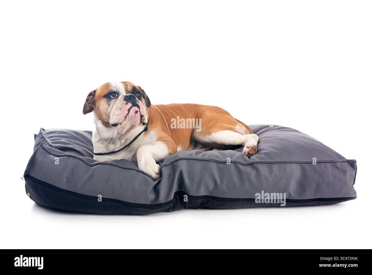 Kontinentale Bulldogge vor weißem Hintergrund Stockfoto