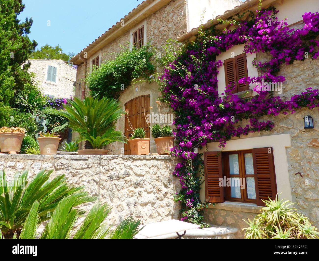Schönes mediterranes Haus mit Steinmauer, hellrosa Bougainvillea, Efeu und grünen Palmen im Garten Stockfoto