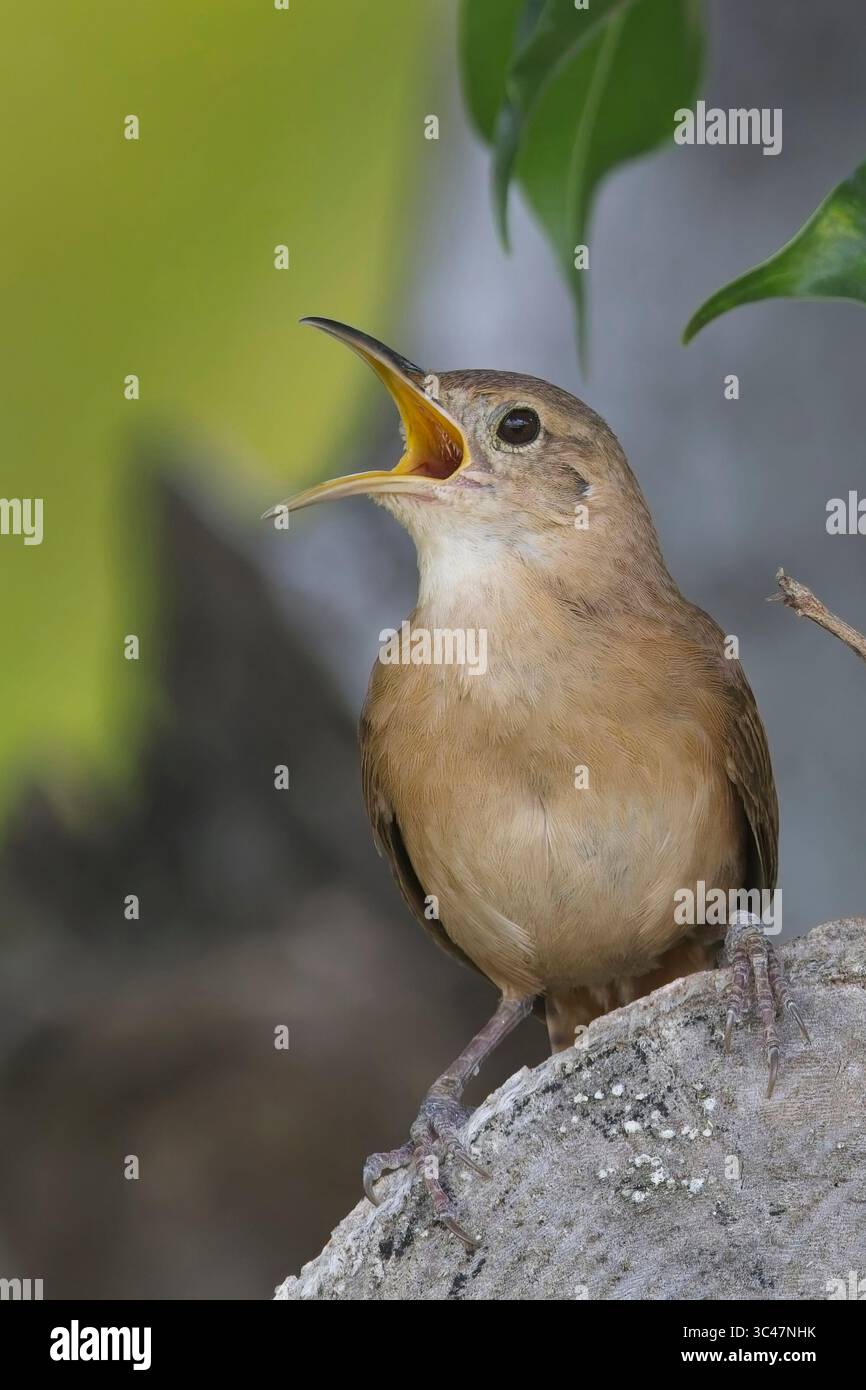 Grenada Wren (Troglodytes grenadensis), im vollen Lied, ist es eine Endemie der Insel Grenada, Westindien. Stockfoto