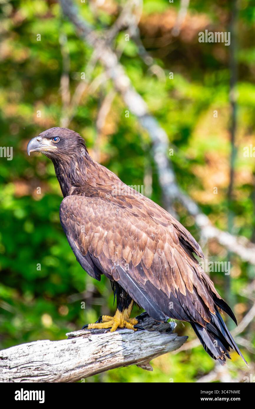 Der Weißkopfseeadler (Haliaeetus leucocephalus) ist unreif, hoch oben auf einem Ast der Rainbow Flowage im Norden von Wisconsin, vertikal Stockfoto