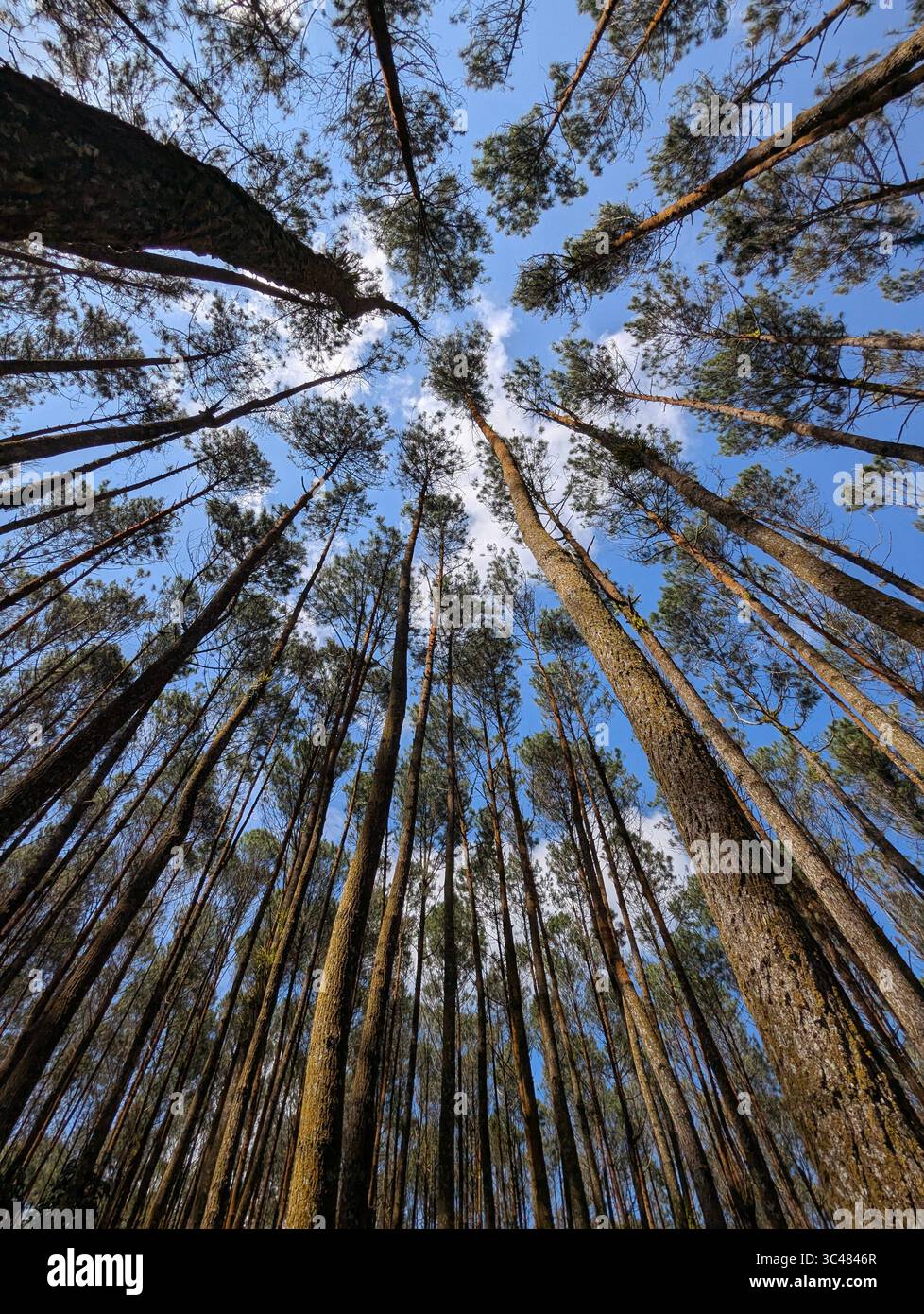 Eine ruhige, nach oben gerichtete Perspektive aus einem dichten Kiefernwald. Hohe, gerade Baumstämme sorgen für ein kraftvolles vertikales Muster - Smartphone-aufgenommenes Stockfoto