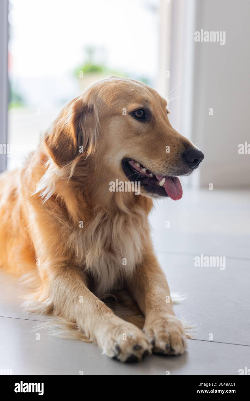Goldener Retriever-Hund auf Fliesenboden in der Nähe einer offenen Glasschiebetür, mit verschwommener Pflanze draußen Stockfoto