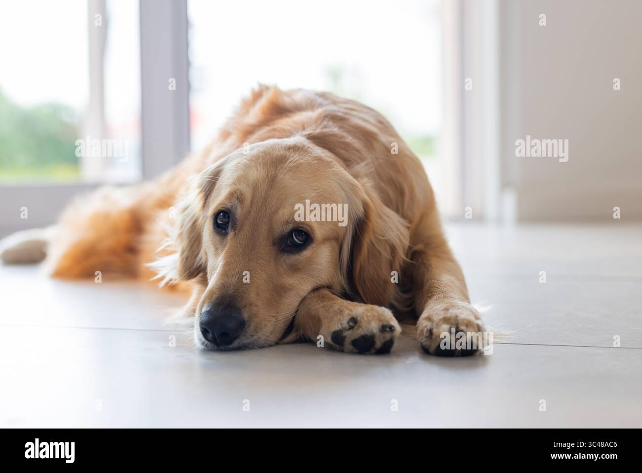 Golden Retriever liegt flach auf glattem Fliesenboden vor der Glastür und reflektiert weiches Licht Stockfoto