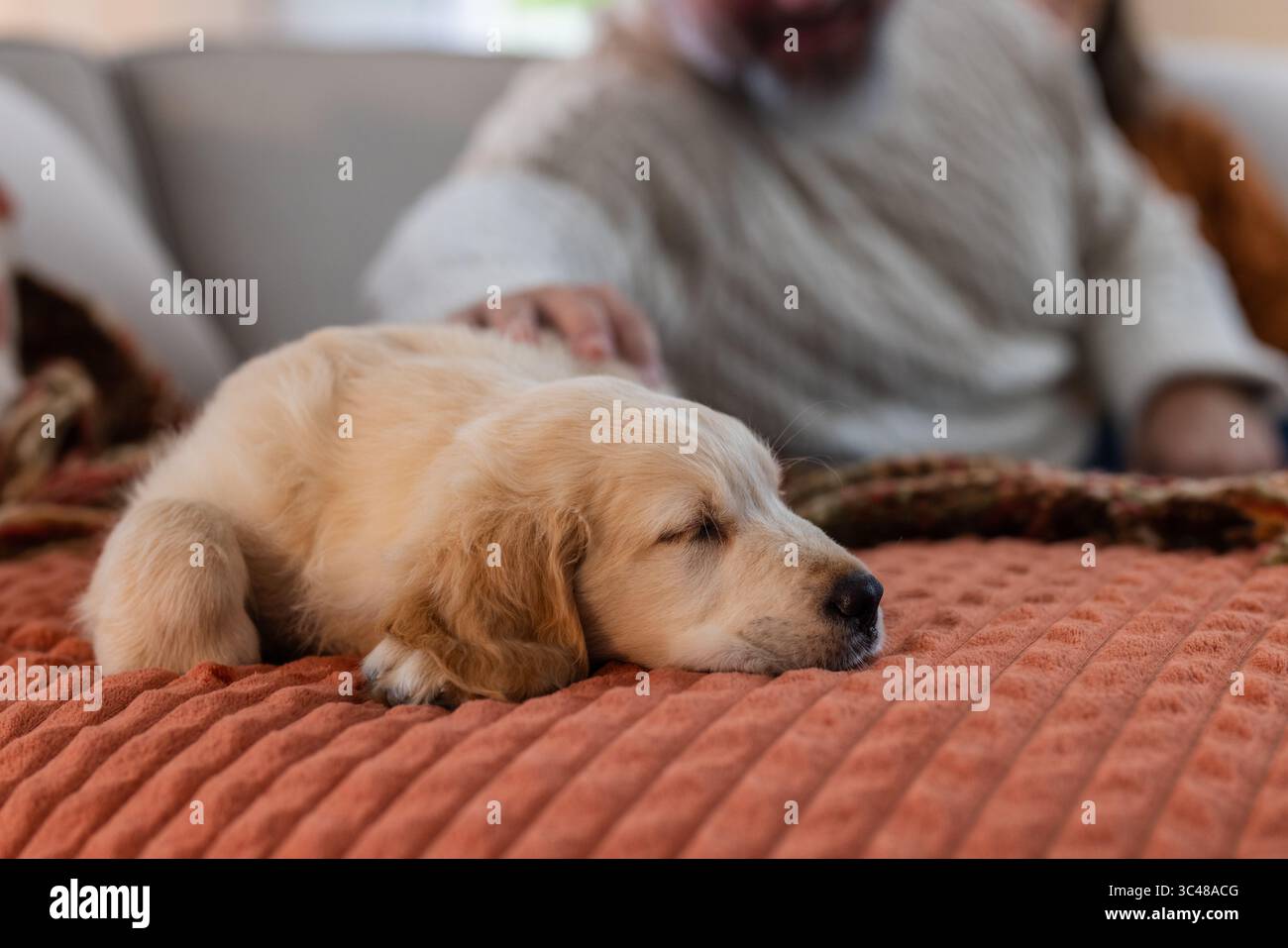 Ein Paar streichelt goldener Retriever-Welpe, der auf rostfarbener Decke über dem Sofa im Wohnzimmer schläft Stockfoto