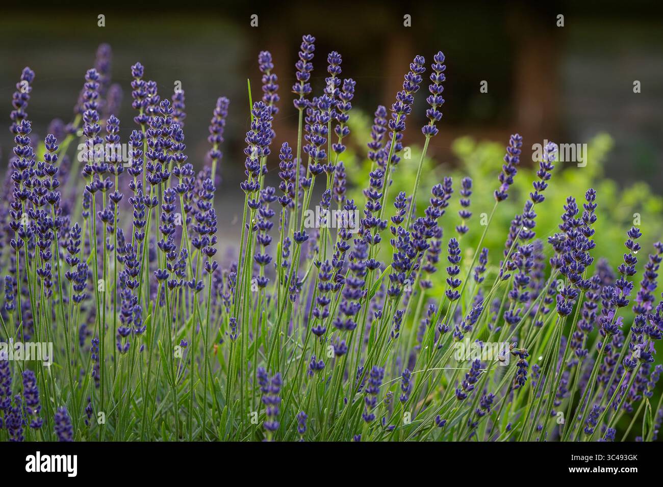 Blühende, duftende Lavendelblüten im Hüttengarten. Lavendel (lavandula officinalis). Verschwommener Hintergrund mit Lavendelblüten. Stockfoto