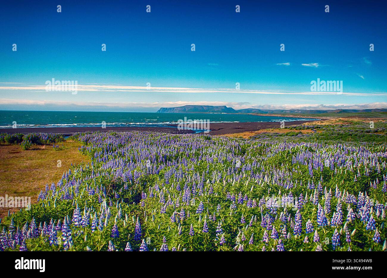 9. Juni 2018: Nootka Lupine Wildblumen blühen in Hülle und Fülle mit Blick auf das Grönlandmeer, nahe Asbyrgi, Nord-Island (Credit Image: &Copy; Larry Clouse/CSM via ZUMA Wire) Stockfoto