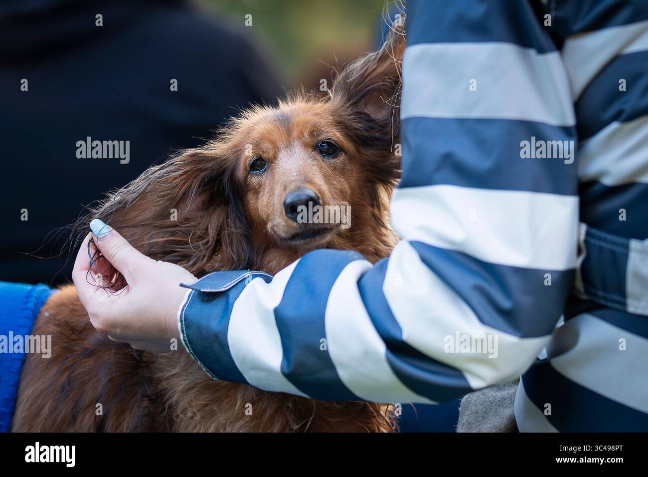 Rotes langhaariges Dachshund-Hundeporträt. Porträt eines langhaarigen Dackels in roter Farbe, der morgens auf der Bank sitzt. Stockfoto