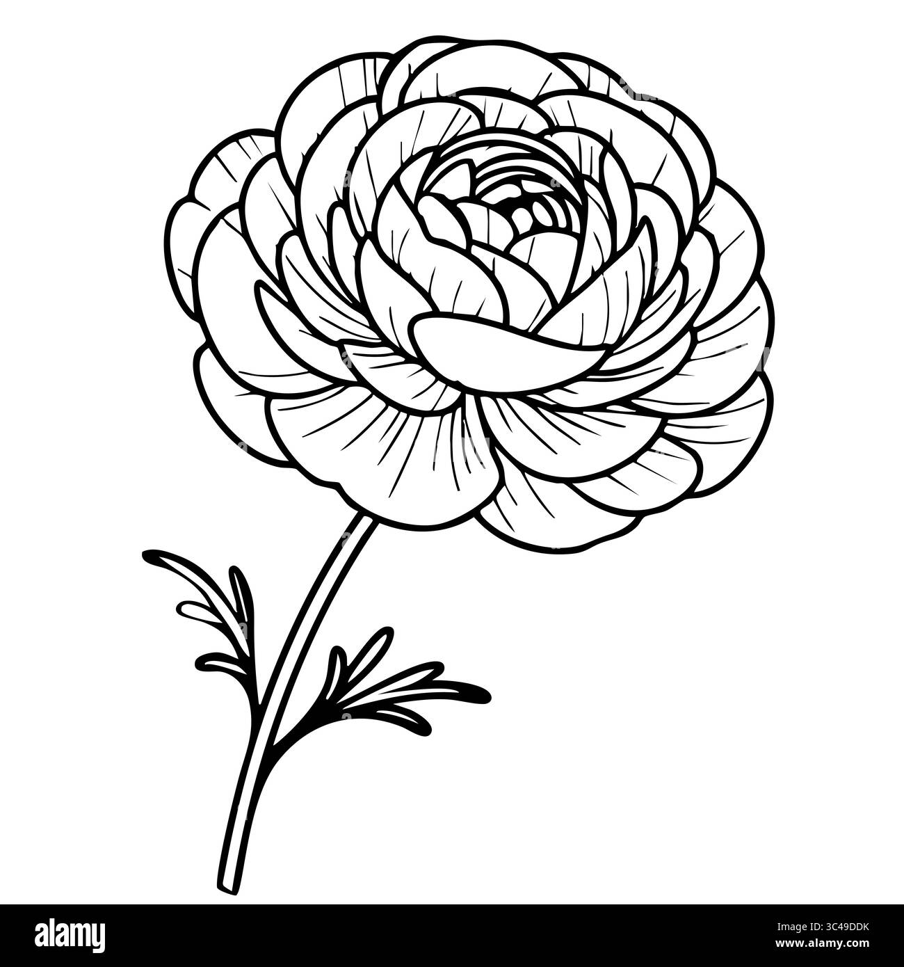 Eine Vektor-detaillierte Linienzeichnung einer Blume mit mehrschichtigen Blütenblättern und einem langen Stiel, mit Blättern an der Basis. Stock Vektor