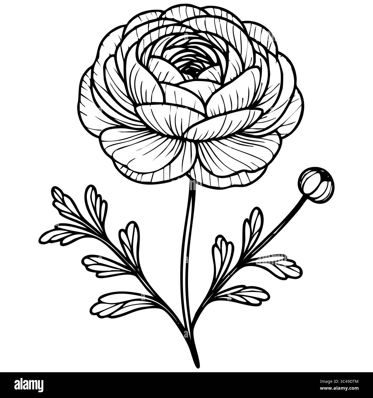 Eine vektordetaillierte Linienzeichnung einer Blume mit mehrschichtigen Blüten und Blättern, die komplizierte Details und einen natürlichen Look zeigt. Stock Vektor