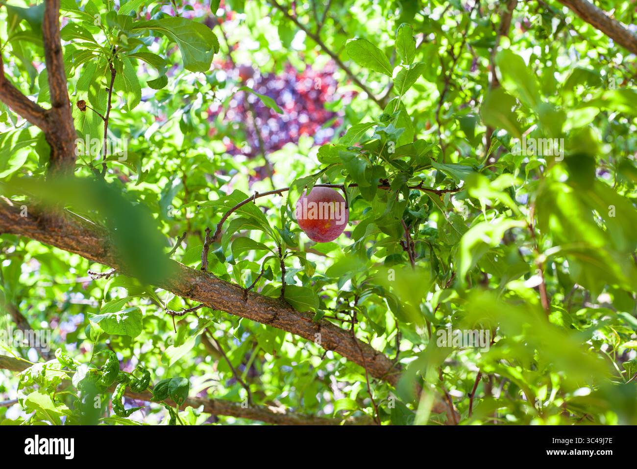 Organische Pflaume hängt am Pflaumenbaum Stockfoto