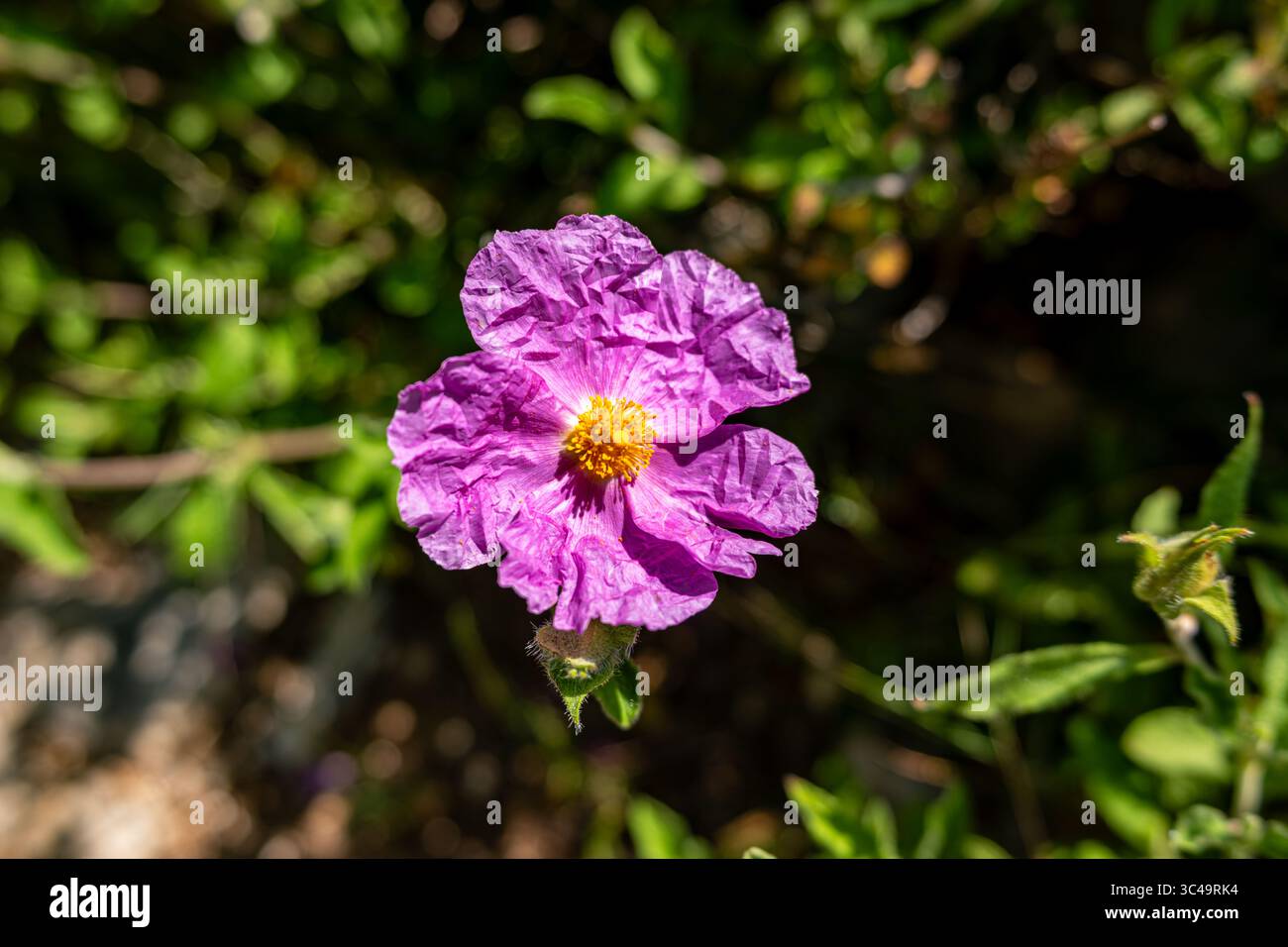 Nahaufnahme einer leuchtend violetten Cistus creticus Blume, die im natürlichen Sonnenlicht auf der griechischen Insel Lefkada blüht. Die detaillierten Blütenblätter und das weiche grüne Ba Stockfoto