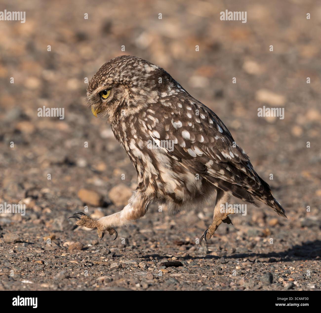 Eine wilde kleine Eule (Athene noctua), die gezielt am Boden entlang läuft, Suffolk Stockfoto