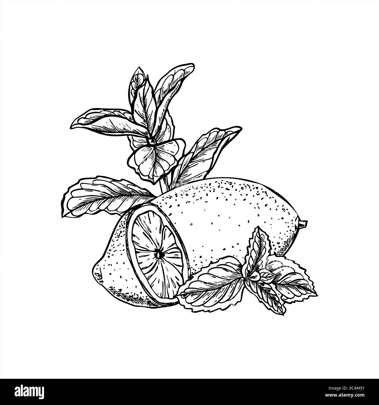 Frische Zitronen und Minzblätter Kräutervektor isolierte Illustration gemalt von schwarzen Tinten. Einfarbige ganze Zitrusfrüchte und halbierte Früchte inmitten von aromatischem Grün Stock Vektor