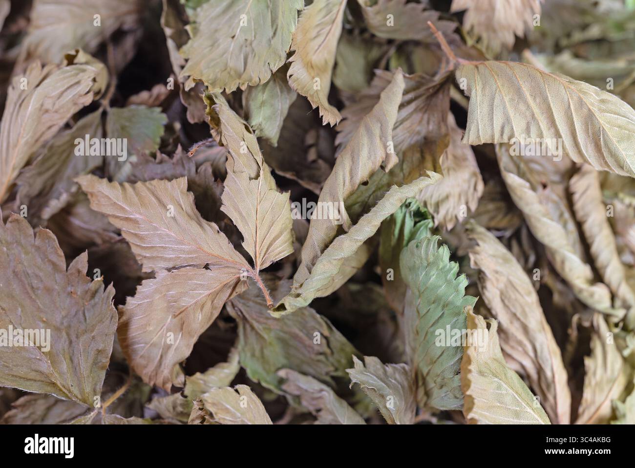 Nahaufnahme getrockneter Erdbeerblätter Stockfoto
