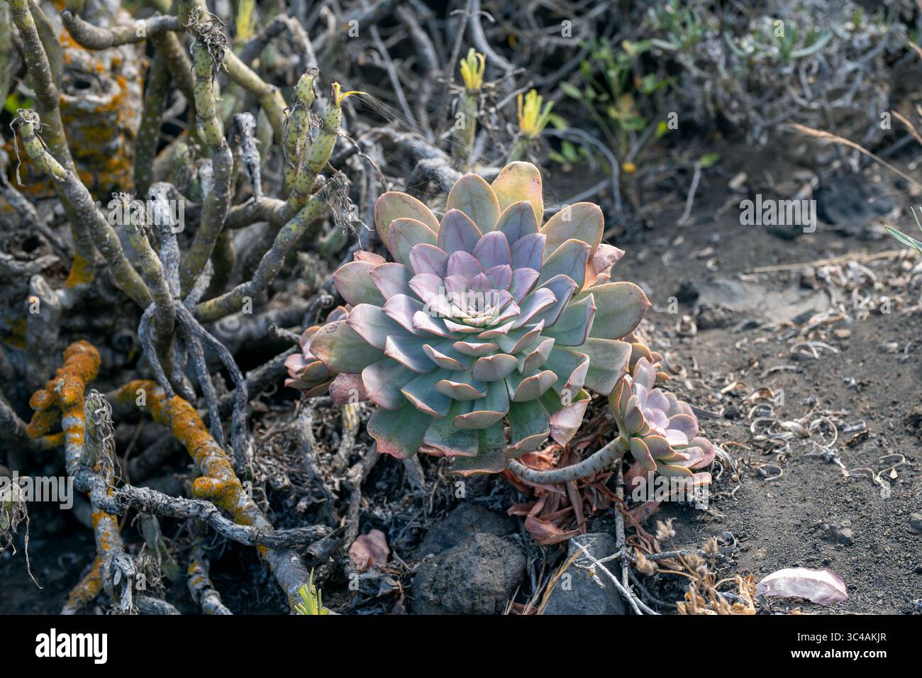 Saftig mit fleischigen grün-violetten rosettenförmigen Blättern, im felsigen Gelände des südlichen La Palma, umgeben von trockener Vegetation und vulkanischem Boden. Stockfoto