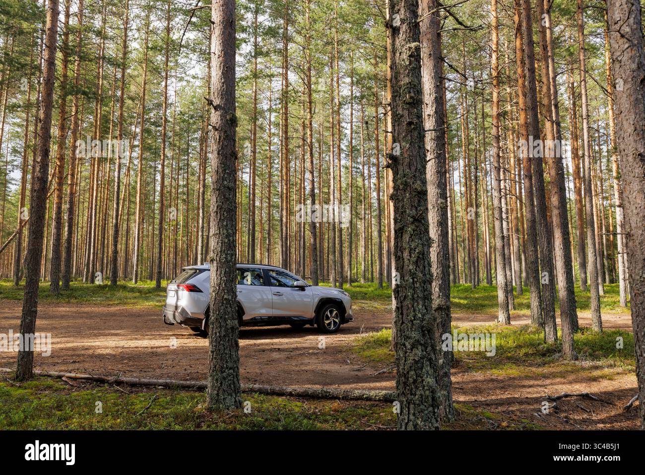2023 Toyota RAV4 Plug-in-SUV ( Prime ) europäisches Modell im Nadelwald Finnlands mit Kiefern ( pinus sylvestris ), Finnland Stockfoto