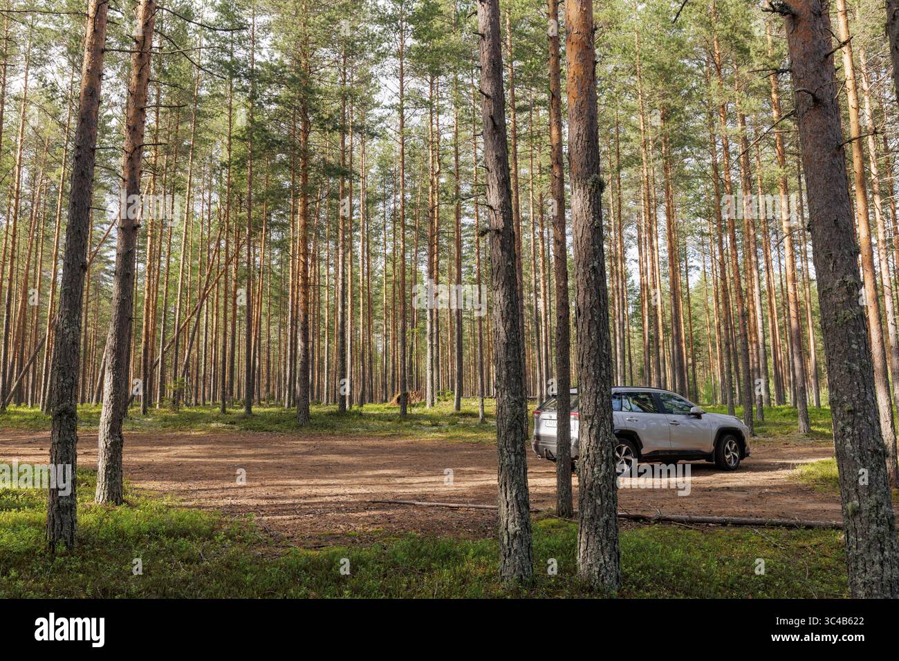 2023 Toyota RAV4 Plug-in-SUV ( Prime ) europäisches Modell im Nadelwald Finnlands mit Kiefern ( pinus sylvestris ), Finnland Stockfoto