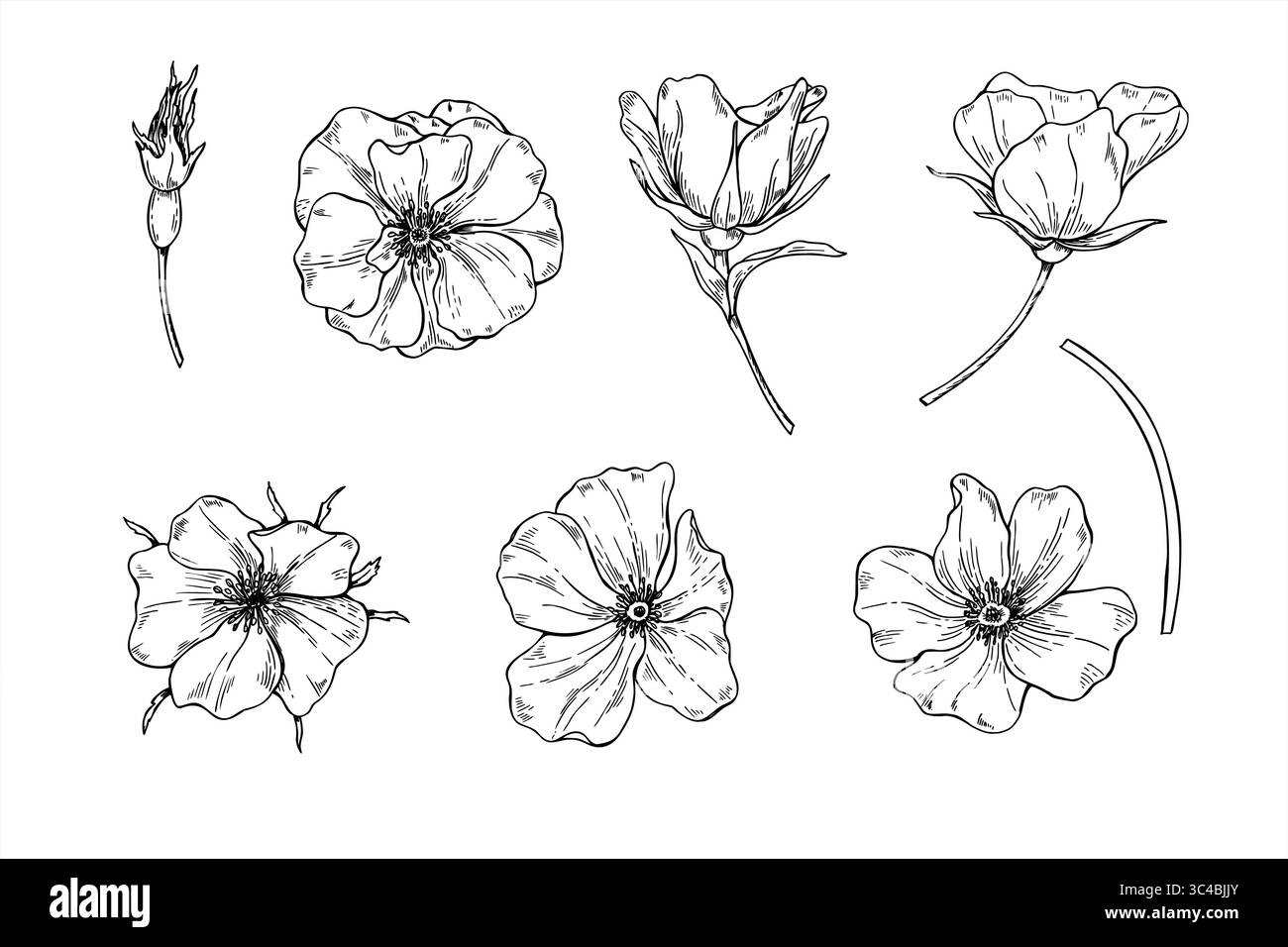 Monochrome blühende Hagebuttenblüten in verschiedenen Winkeln Vektor-Illustration Set. Zeichnung für das Ätzen von Wildblumen für Verpackungen von pflanzlichen Produkten Stock Vektor