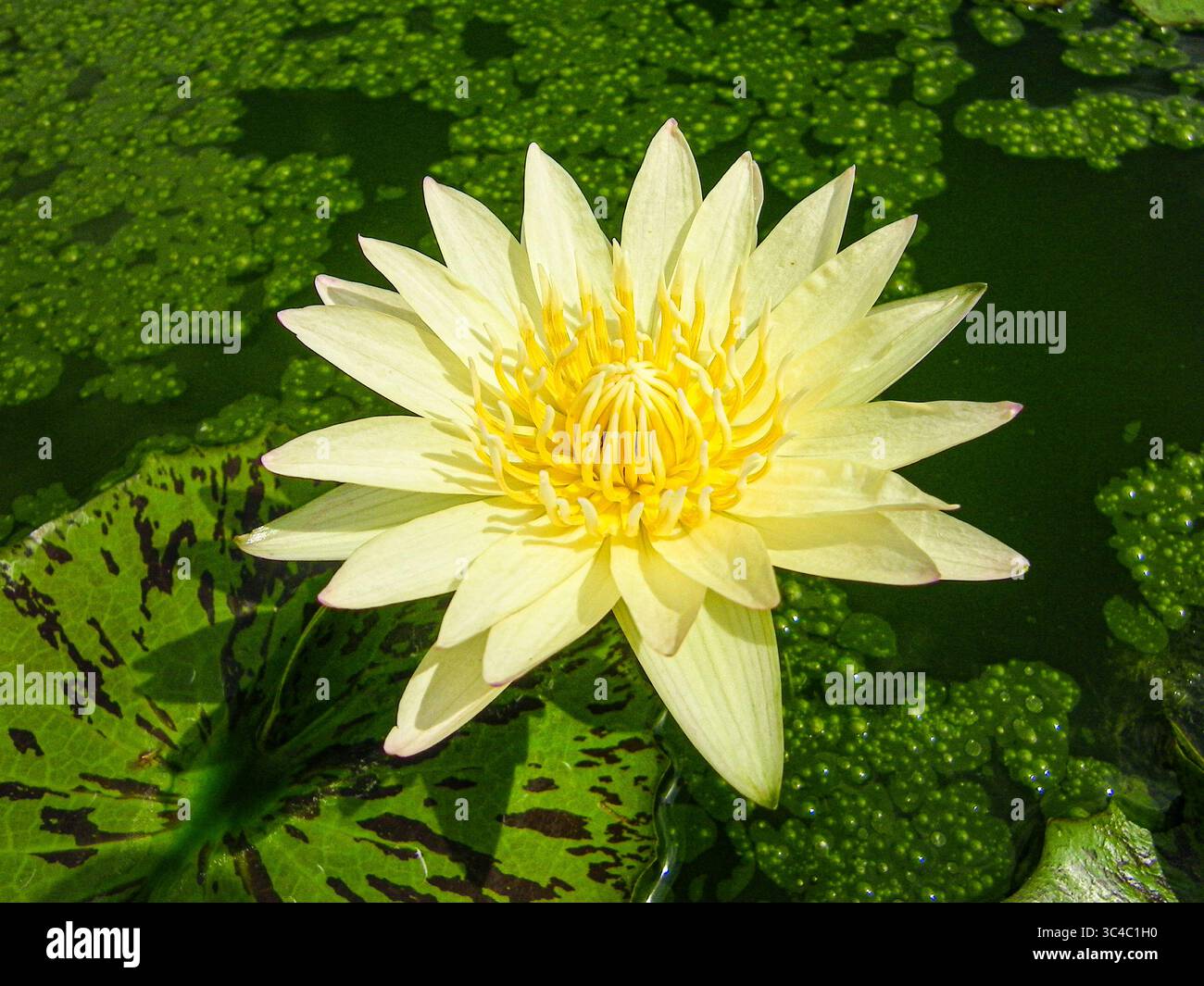 Große gelbe Lotusblume, die über einem Teich aufragt und im Sonnenlicht mit grünen Blättern leuchtet, symbolisiert Gelassenheit in der tropischen Natur. Stockfoto