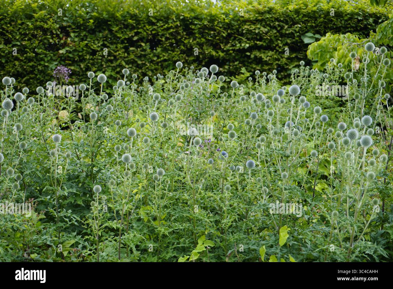 Ein Feld mit Globus Disteln oder echinops Ritro Stockfoto