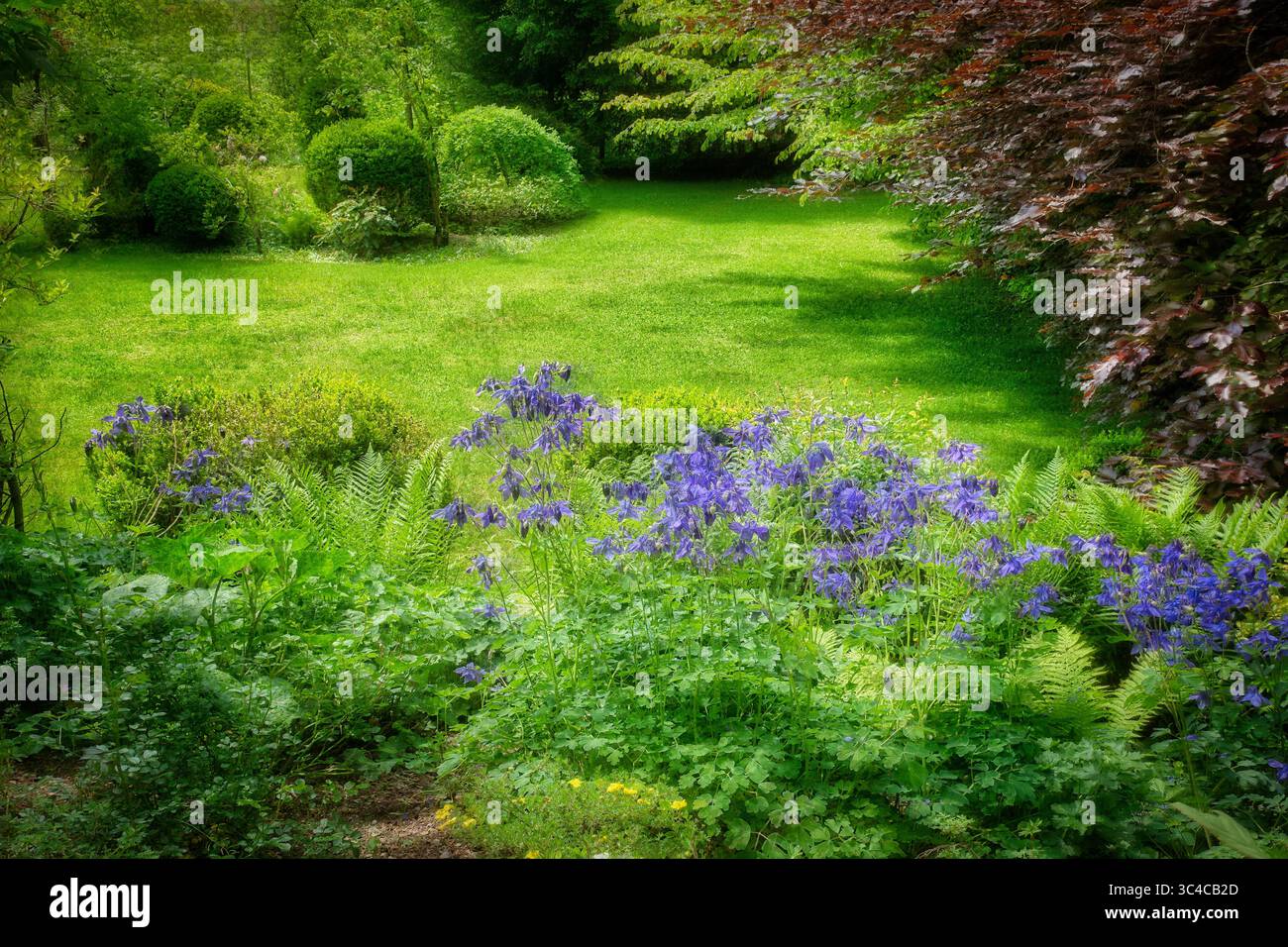 DE - BAYERN: Privater Garten mit üppiger grüner Umgebung und Blumen der kolumbine oder Aquilegia (Lat: ranunculaceae) im Vordergrund. (HDR-Foto) Stockfoto