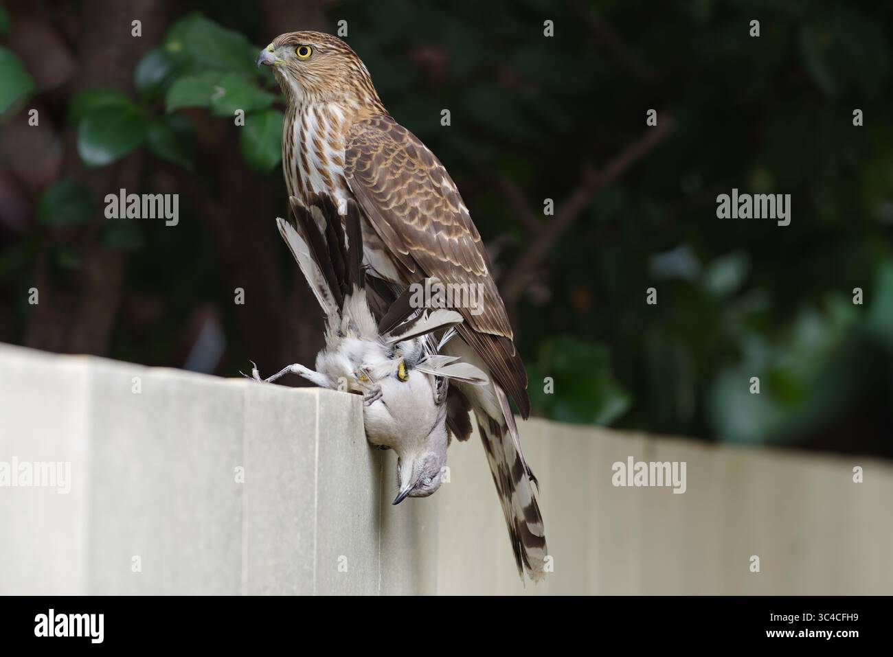 Cooper's Hawk zeigt einen frisch getöteten Spottvogel. Bild in einer urbanen Umgebung, Pasadena, Kalifornien. Stockfoto