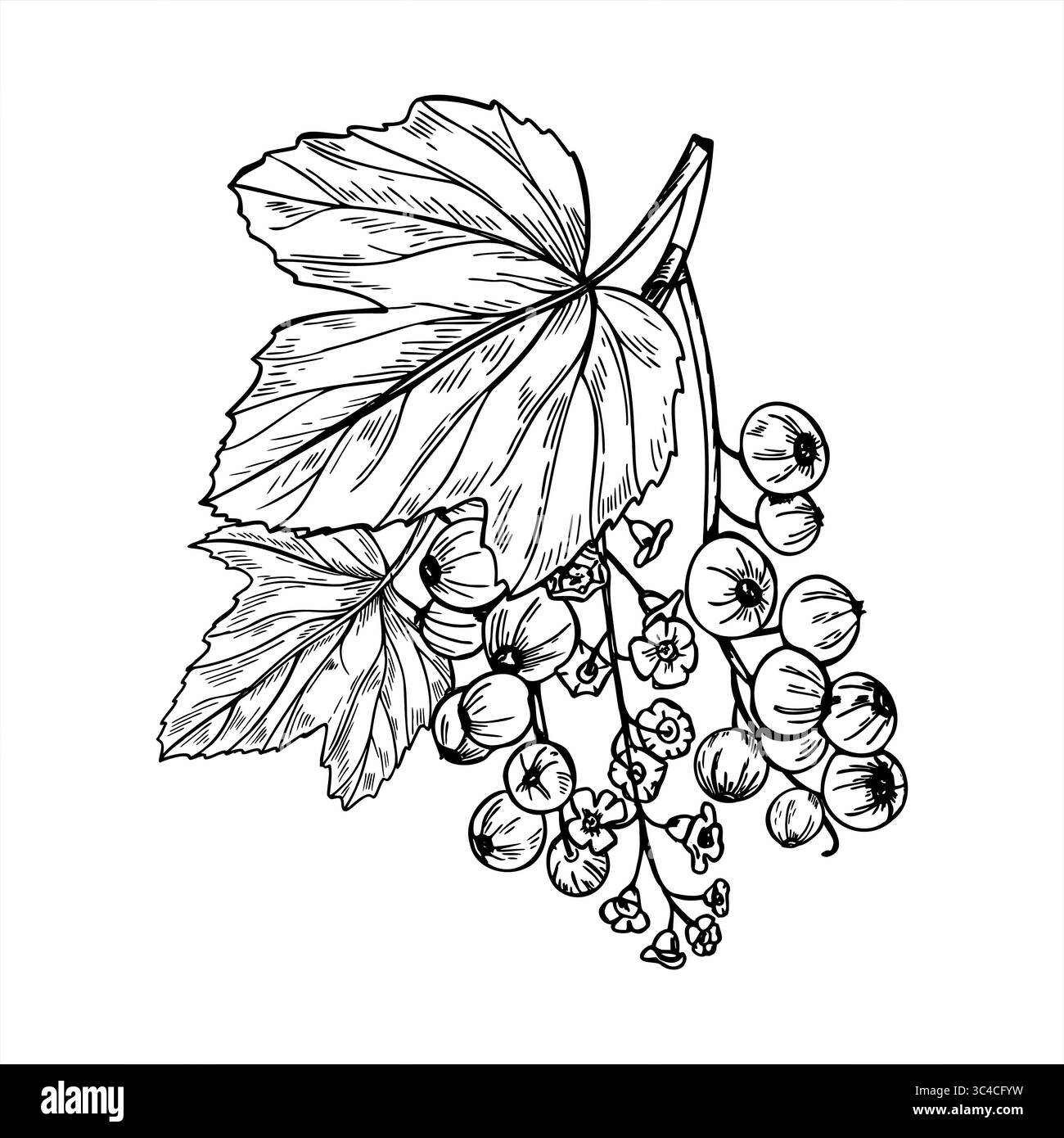 Einfarbige Johannisbeere Raceme mit Beeren, Blumen und Blättern Vektor isolierte Illustration. Hand gezeichnete Jostaberries Zweiglinie Kunst für gesunde Lebensmittel Stock Vektor
