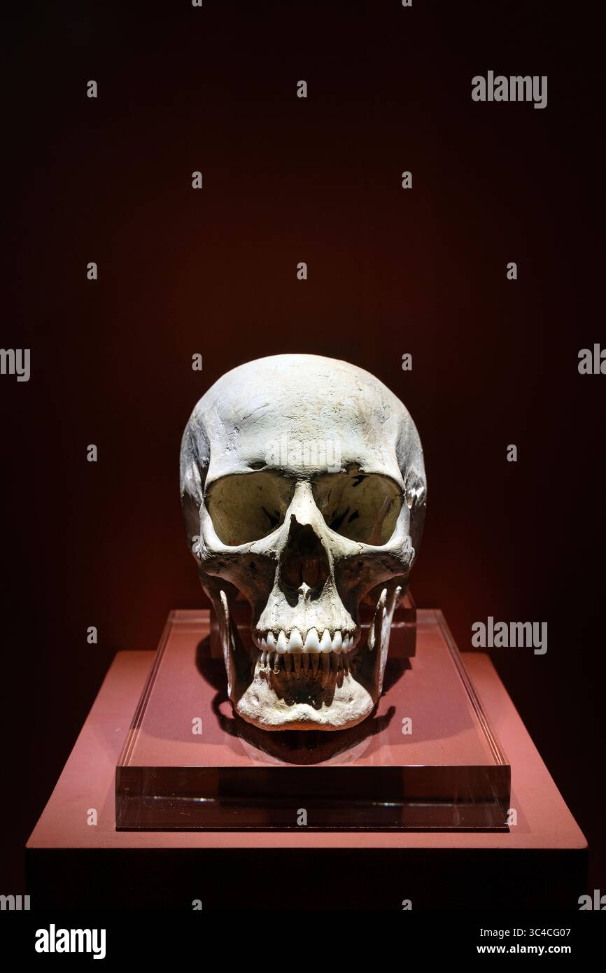 Menschlicher weiblicher Schädel, gefunden am Xaghra Circle im Archäologischen Park Ġgantija, Xaghra, Gozo, Malta Stockfoto