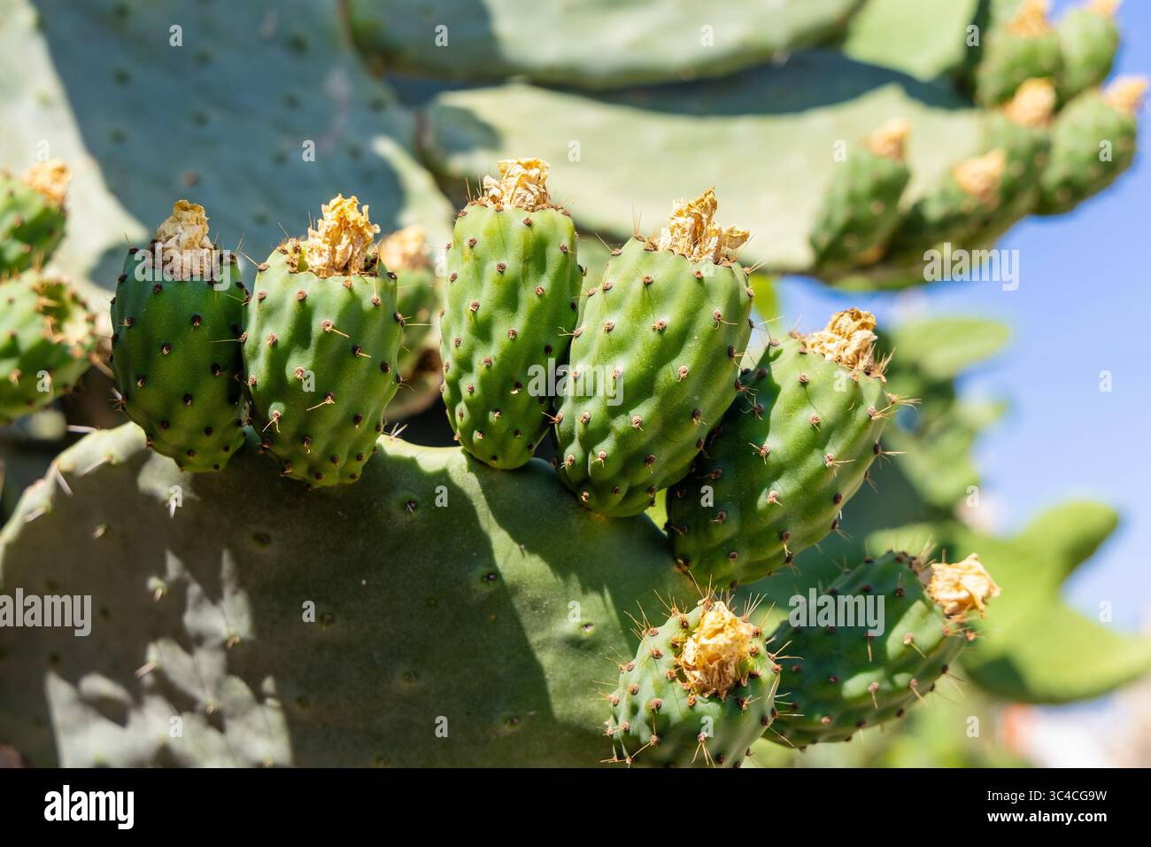 Grüne Kakteen, die in Gozo, Malta, angebaut werden Stockfoto