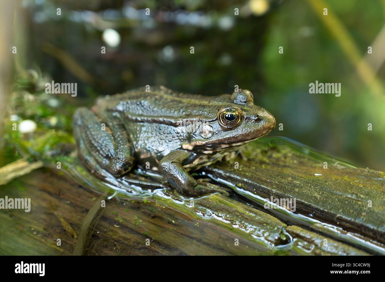 AGA Kröte, Bufo Marinus sitzt auf Einem Baumstamm, Amphibienbewohner im Wetland Eco System, Haff Reimech Stockfoto
