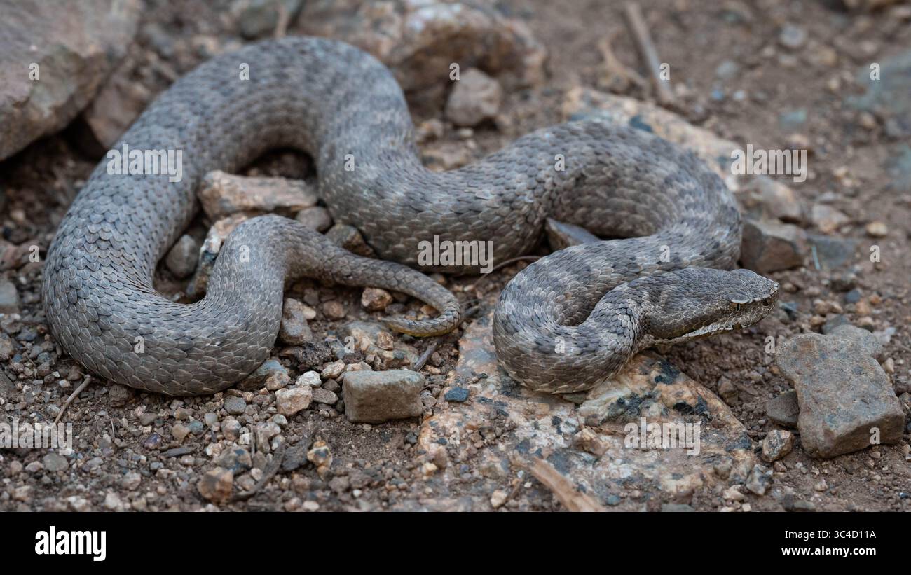 Bergviper (Vipera monticola) aus dem Atlasgebirge Marokkos. Stockfoto