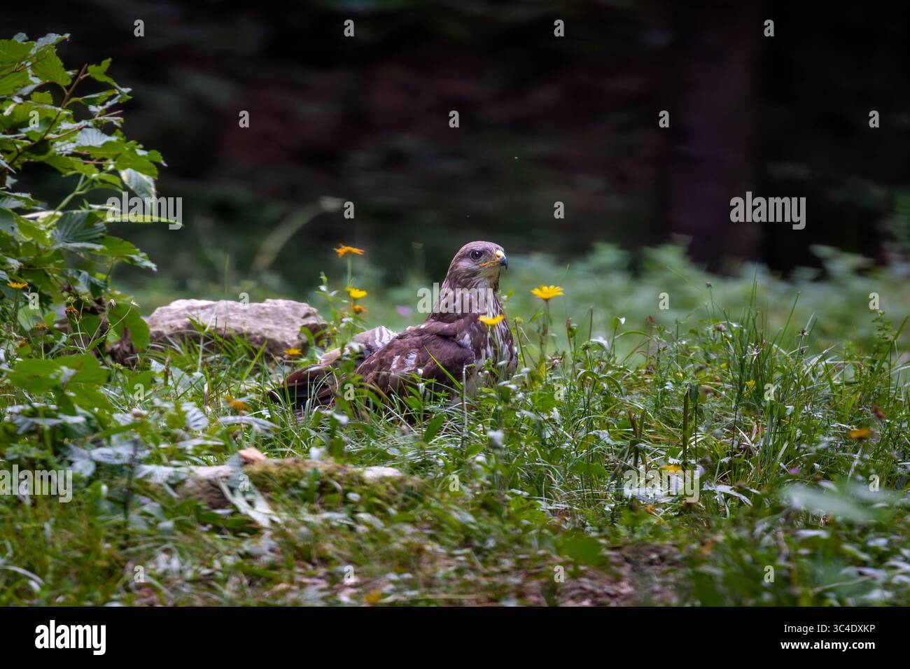 Der Bussard (Buteo buteo Linnaeus), ein Raubvogel aus der Familie der Accipitridae. Stockfoto