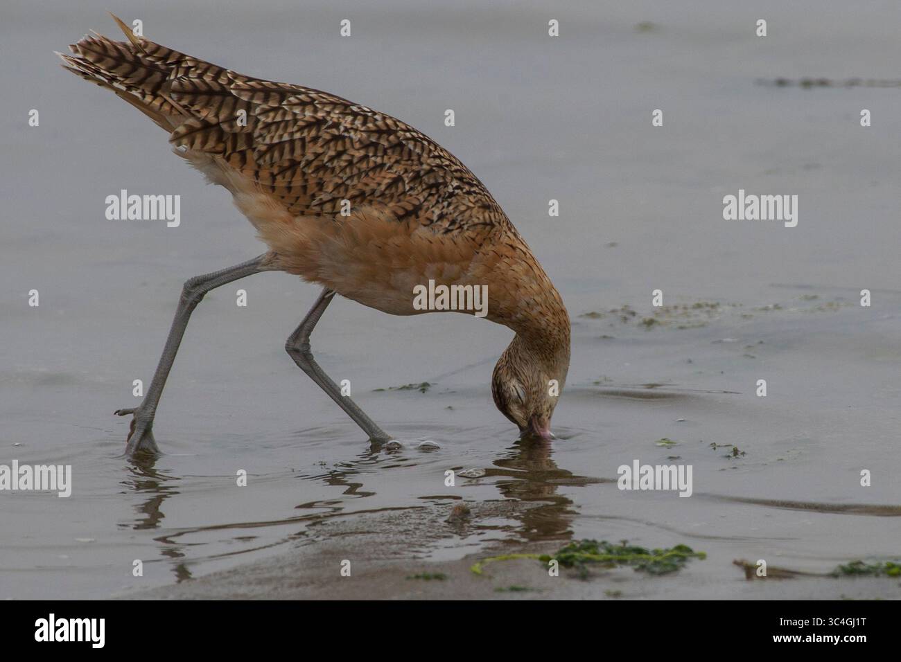 3. August 2018 - Moss Landing, Kalifornien, USA - Ein langköpfiger Curlew taucht am Moss Landing State Beach in Moss Landing, Kalifornien am August nach Essen. 3, 2018. (Abbildung: © NIC Coury/ZUMA Wire/ZUMAPRESS.com) Stockfoto