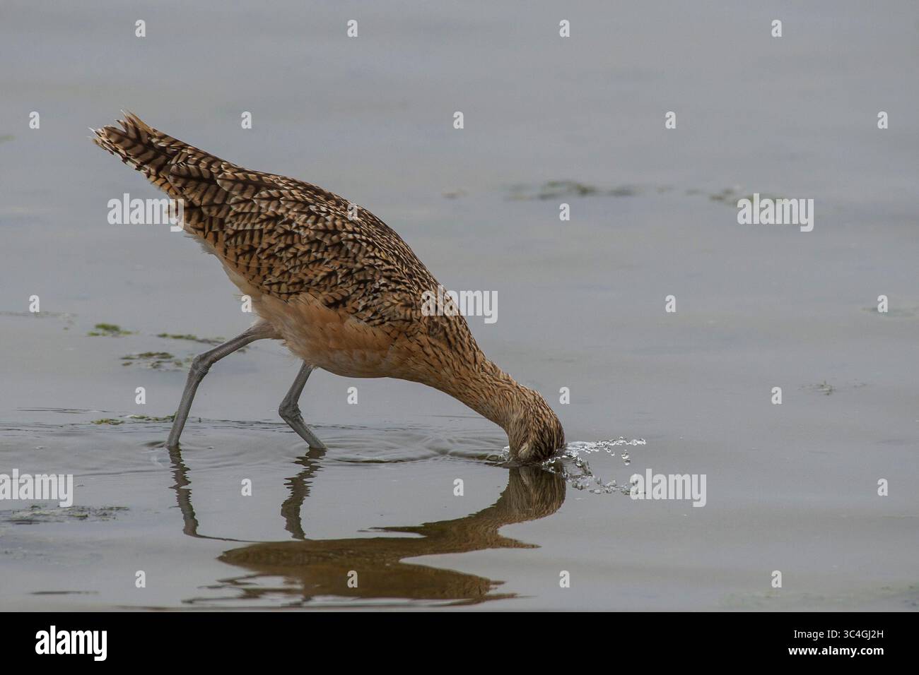 3. August 2018 - Moss Landing, Kalifornien, USA - Ein langköpfiger Curlew taucht am Moss Landing State Beach in Moss Landing, Kalifornien am August nach Essen. 3, 2018. (Abbildung: © NIC Coury/ZUMA Wire/ZUMAPRESS.com) Stockfoto