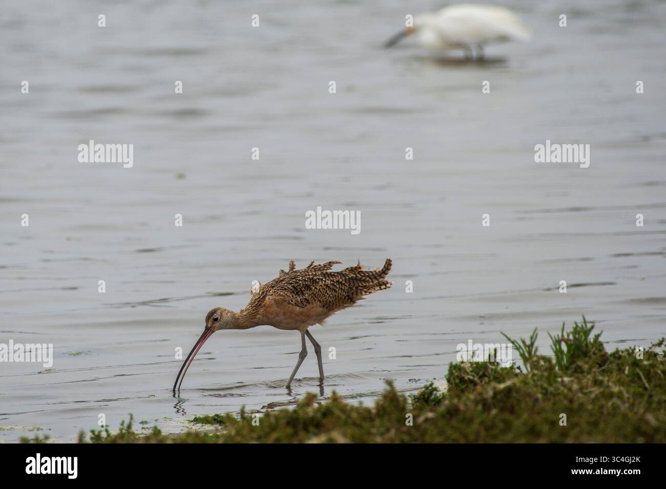 3. August 2018: Moss Landing, Kalifornien, USA: Ein langschnuriger Curlew (im Vordergrund) und ein Snowy Egret suchen am Moss Landing State Beach in Moss Landing, Kalifornien am August nach Essen. 3, 2018. (Abbildung: © NIC Coury/ZUMA Wire/ZUMAPRESS.com) Stockfoto