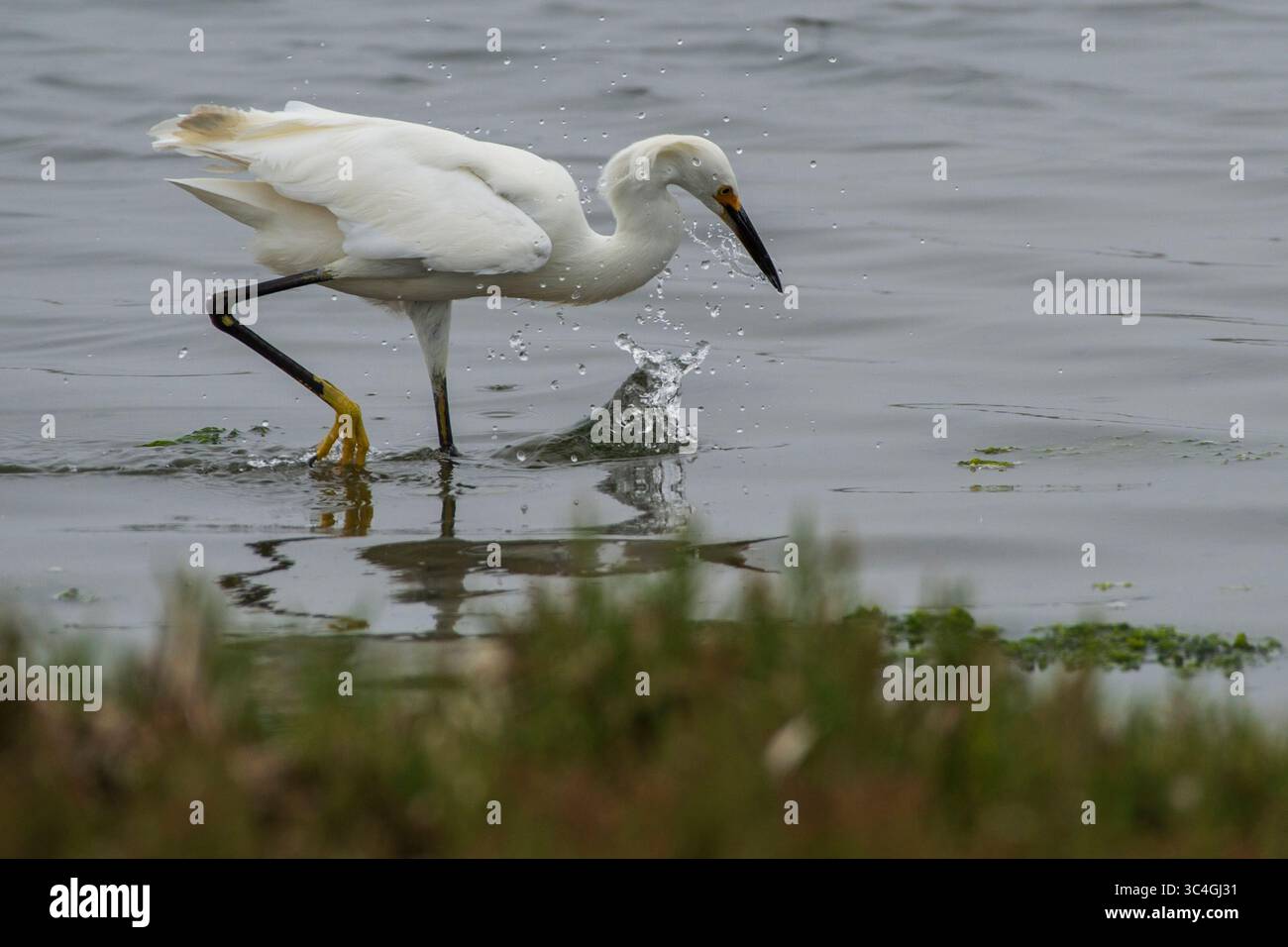 3. August 2018 - Moss Landing, Kalifornien, USA - Ein schneebedeckter Egret taucht am Moss Landing State Beach in Moss Landing, Kalifornien am August nach Essen. 3, 2018. (Abbildung: © NIC Coury/ZUMA Wire/ZUMAPRESS.com) Stockfoto