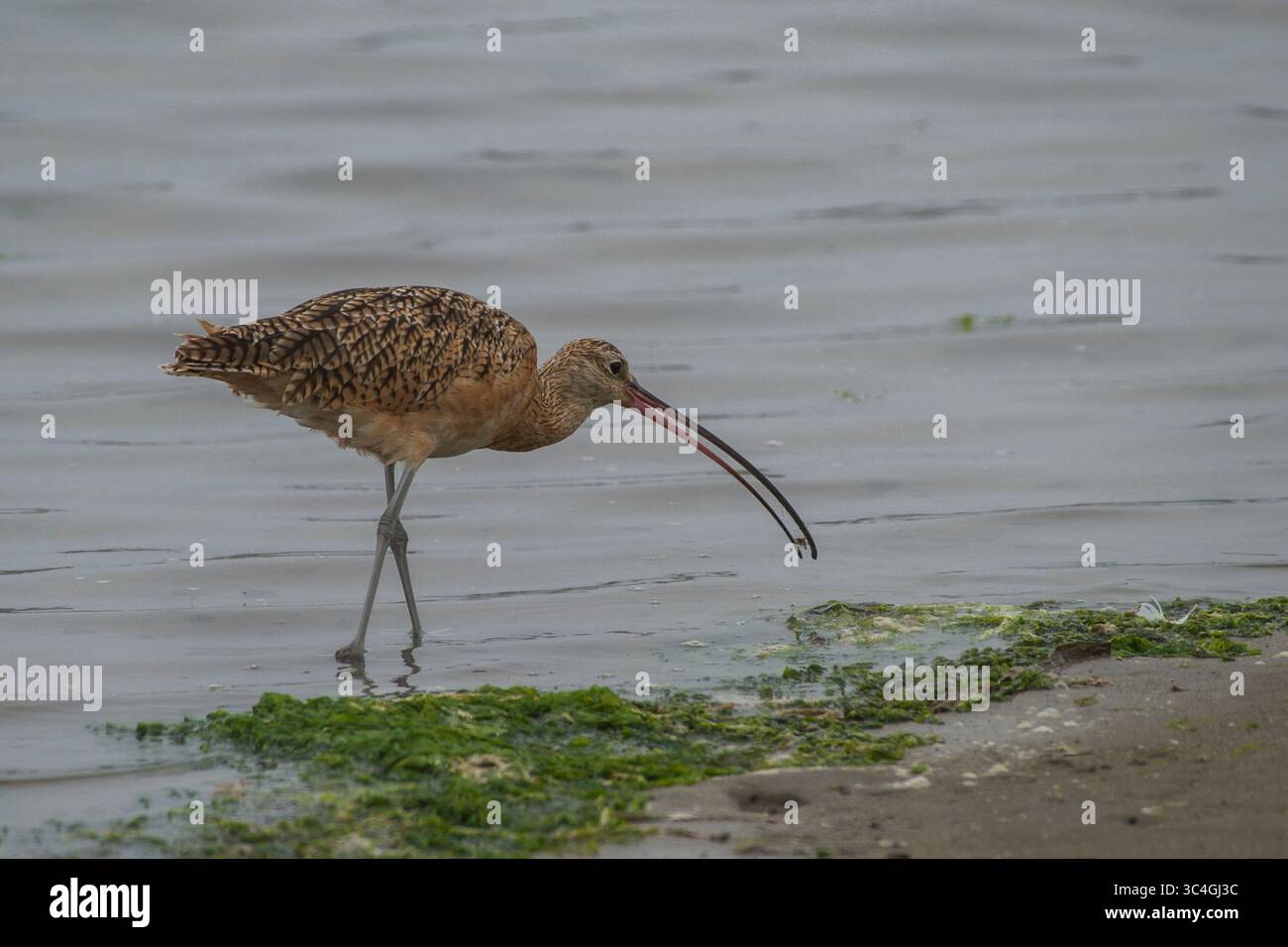 3. August 2018 - Moss Landing, Kalifornien, USA - Ein langköpfiger Curlew sucht am Moss Landing State Beach in Moss Landing, Kalifornien, nach Lebensmitteln. 3, 2018. (Abbildung: © NIC Coury/ZUMA Wire/ZUMAPRESS.com) Stockfoto